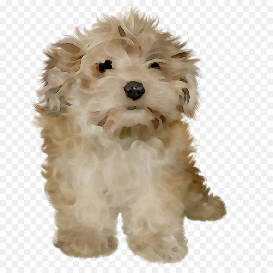 Cockapoo Cavapoo Schnoodle Hund der Rasse Miniatur-Pudel - 