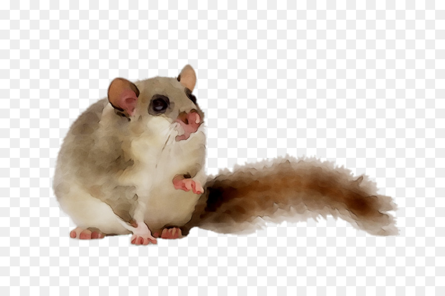 Chuột nhảy Chuột Máy tính chuột Lông Râu - 