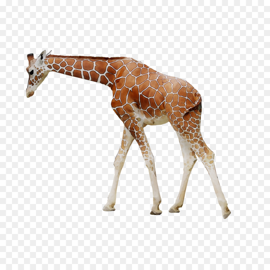Giraffa /m/083vt Collo Fauna Terrestre animale - 