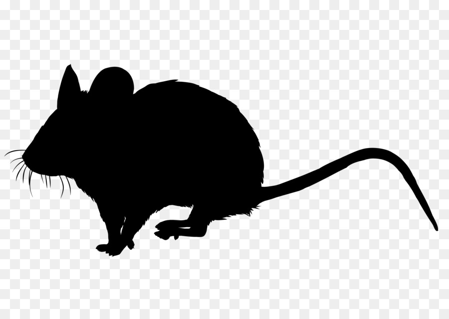 Baffi mouse del Computer Clip art Muso Fauna - 
