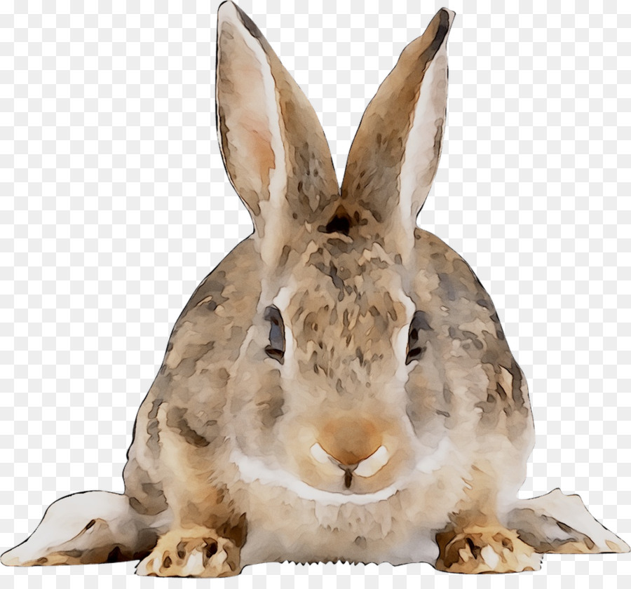 Domestic rabbit Hase Neu-England-Lincolnshire cottontail - 