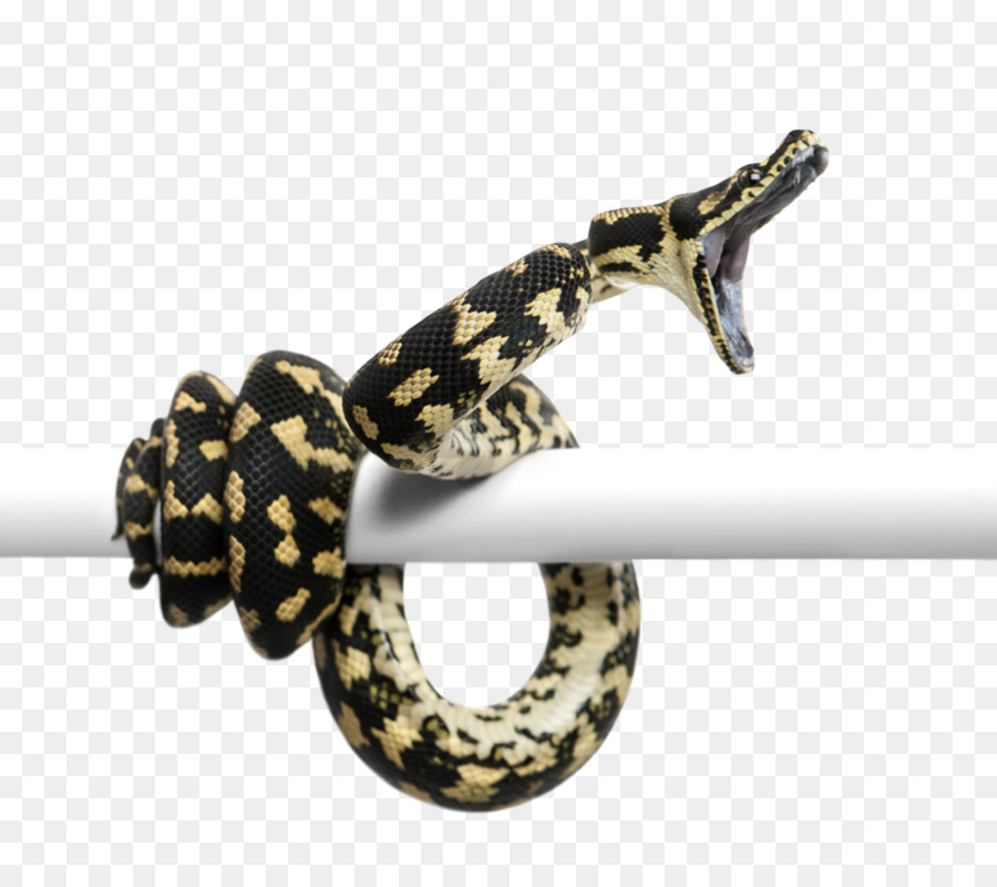 Schlangen Morelia spilota cheynei Reptil burmesische python - asgore Abzeichen