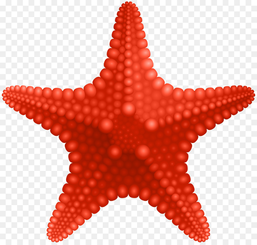 Portable Network Graphics Starfish Immagine clipart Illustrazione - stella marina