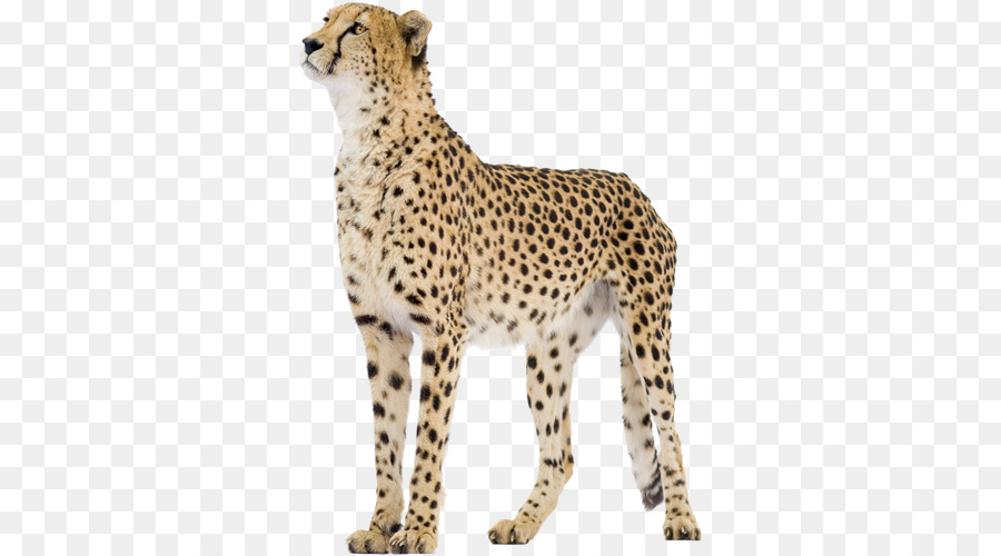 Cheetah Stock photography Lizenzfrei stock.xchng Lion - Gepard