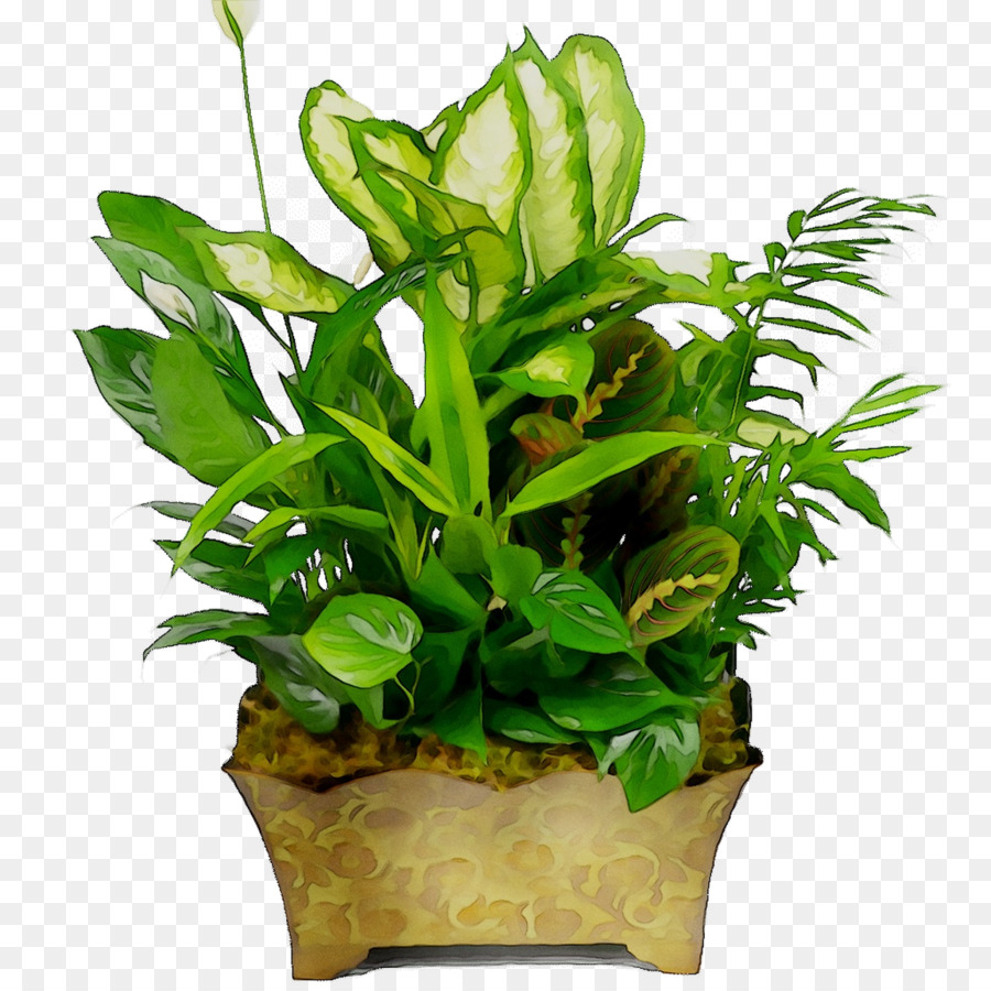 Houseplant Vaso Foglia di Piante staminali Vegetali - 