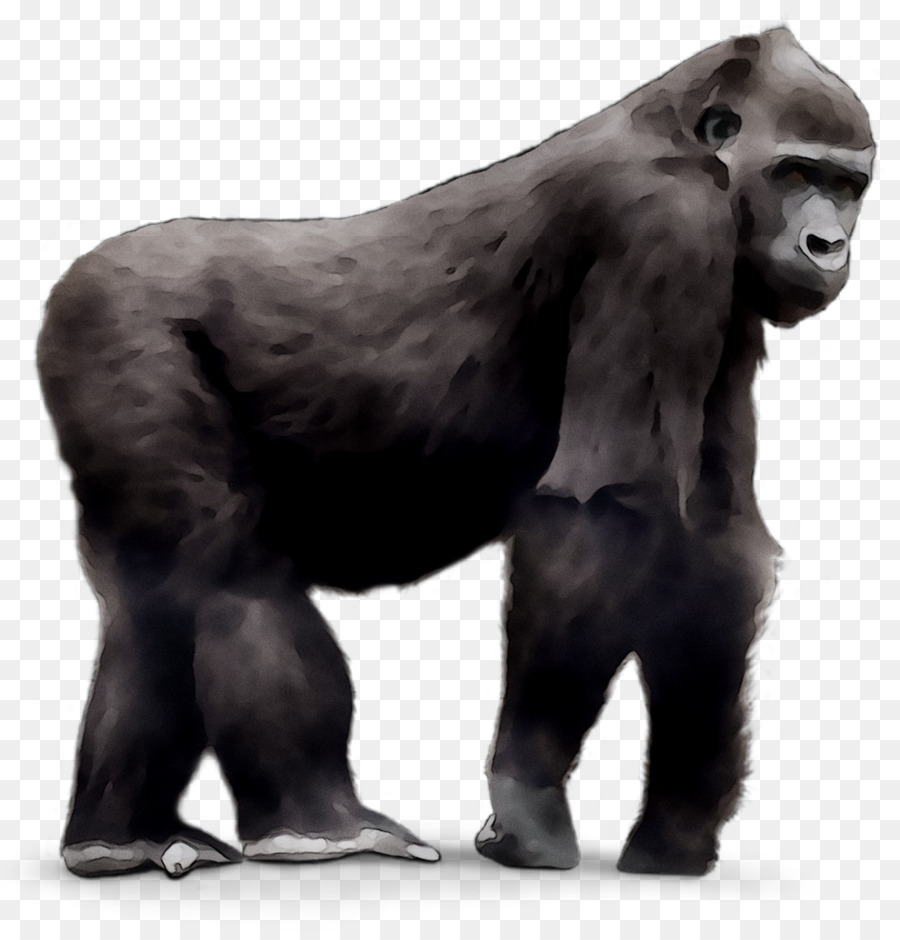 Occidentale gorilla scimpanzé Comune Girl & Gorilla: e lo Zoo di Praga G È per il Gorilla - 