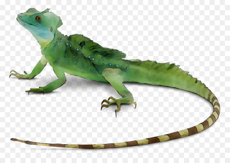 Comune Di Iguana, Lucertola Rettile Serpenti Skink - 