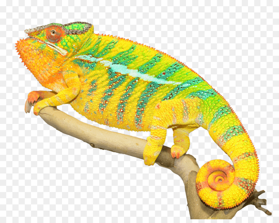 I camaleonti Rettile Portable Network Graphics Immagine Panther chameleon - Lucertola