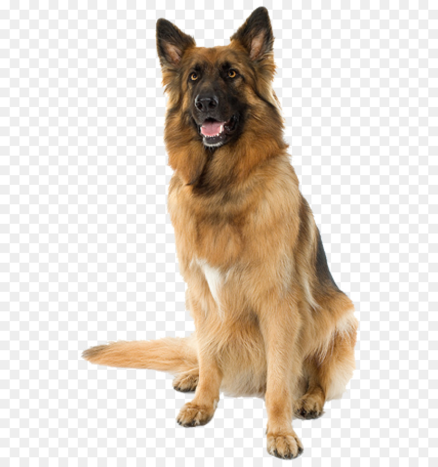 Labrador Chó Di động Mạng đồ Họa Mèo giống Chó - con chó con