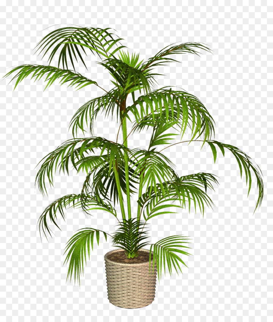 Babassu Asiatici palmyra palme Palme Portable Network Graphics Piante - piante