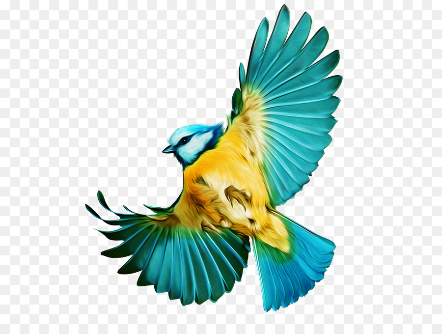 A Volo D'Uccello Canarino Parrot Portable Network Graphics - uccello