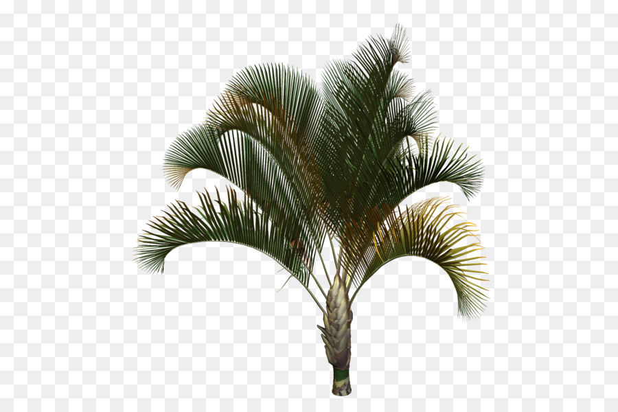 Asiatische palmyra palm, Babassu Date palm Coconut Palm trees - Kokos