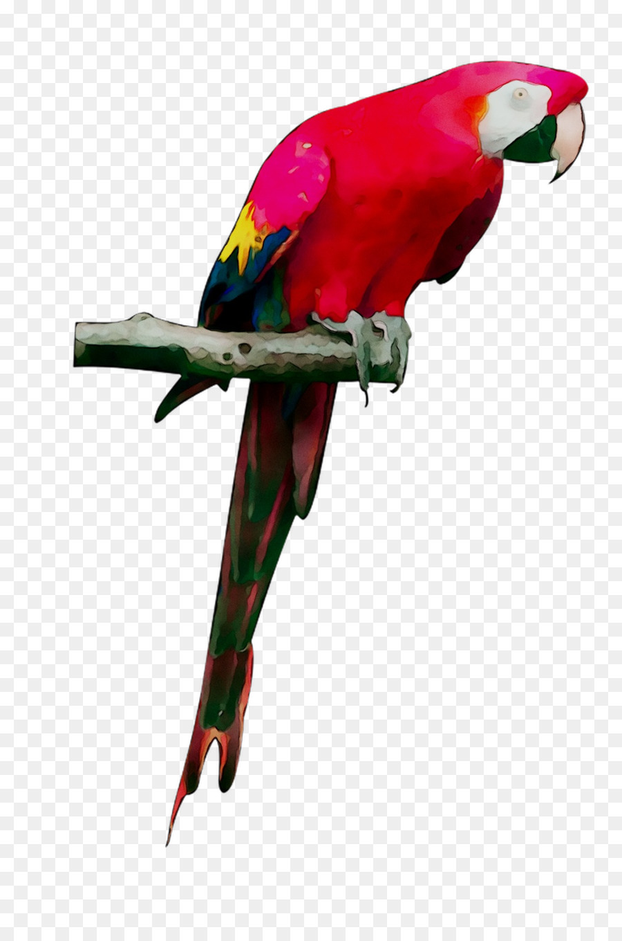Pappagallino ondulato Uccello Macaw pappagallo cenerino Loriini - 