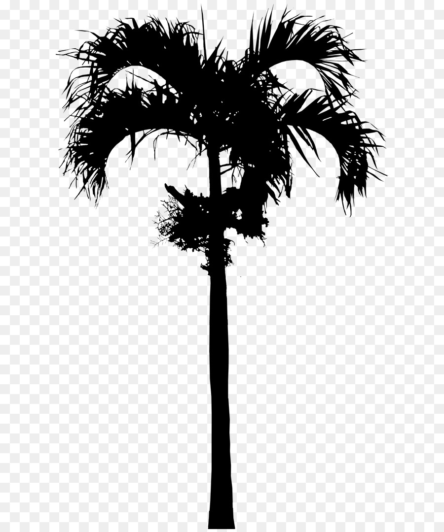 Asiatico palmyra palma di Babassu Data palme Palme Silhouette - 