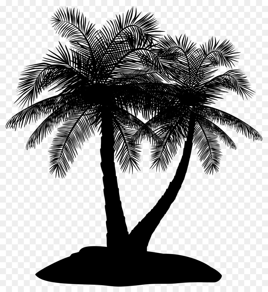 Asiatische Palmyrapalme Dattelpalme Palmen Schattenbild Borassus - 