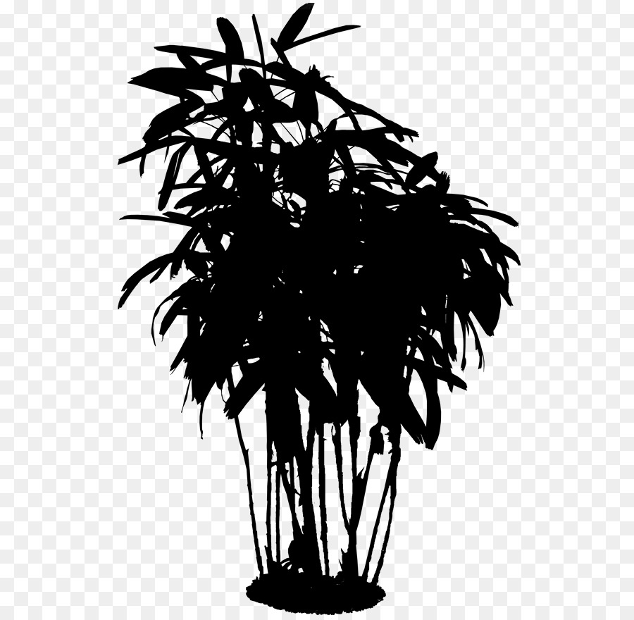 Châu á, palmyra cọ cây Bóng Hoa phân Nhánh - 