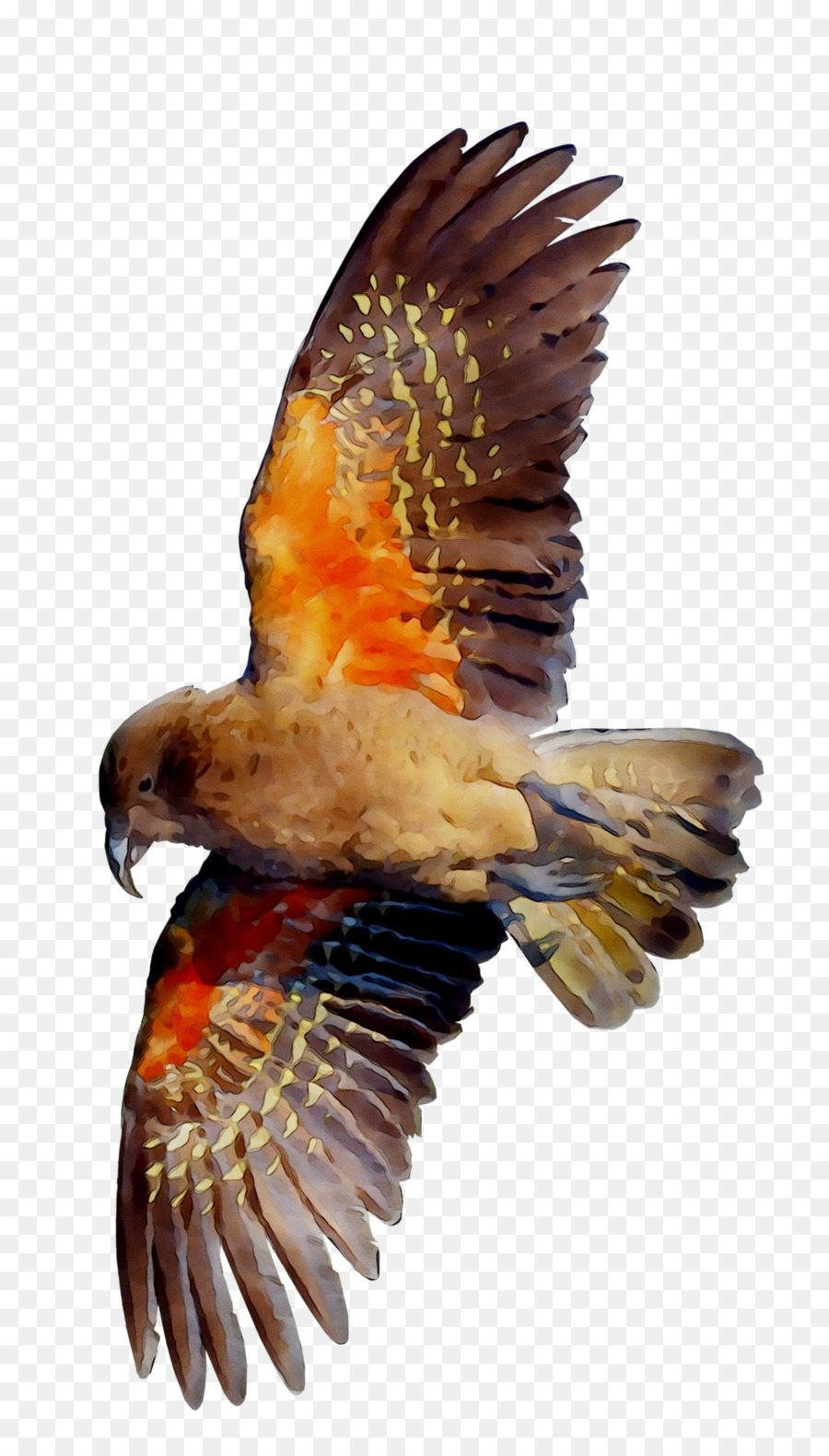 Eagle Hawk Vulture Becco Di Falco - 