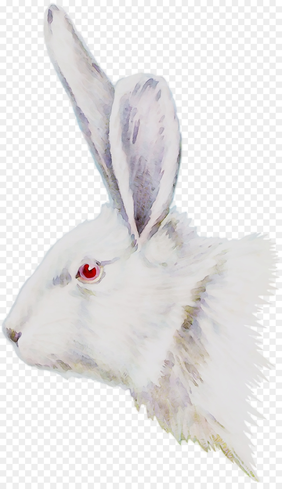 Thỏ trong nước Hare Lông Mõm - 