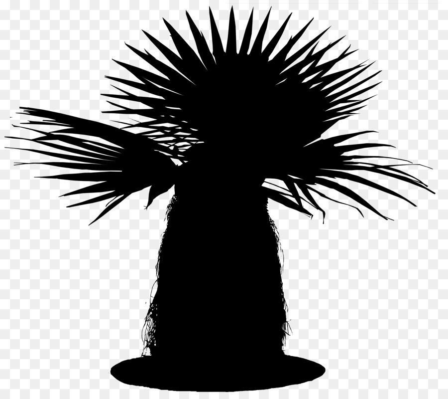Asiatico palmyra palme Palme Silhouette Borassus - 