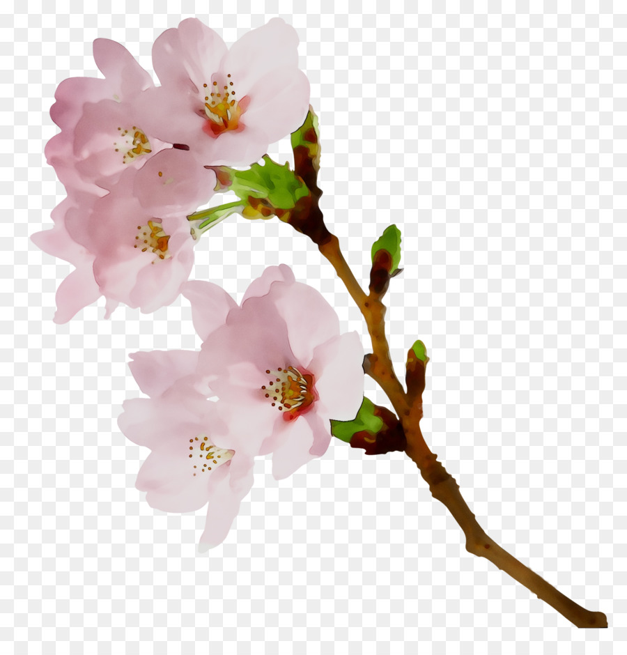 Fiore di ciliegio Rosa famiglia ST.AU.150 MIN.V.UNC.NR ANNUNCIO Twig - 