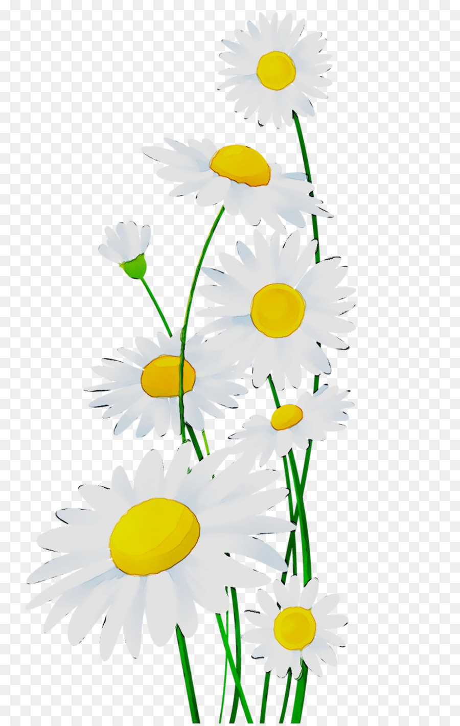 Crisantemo Oxeye daisy camomilla Romana fantasia Floreale fiori recisi - 