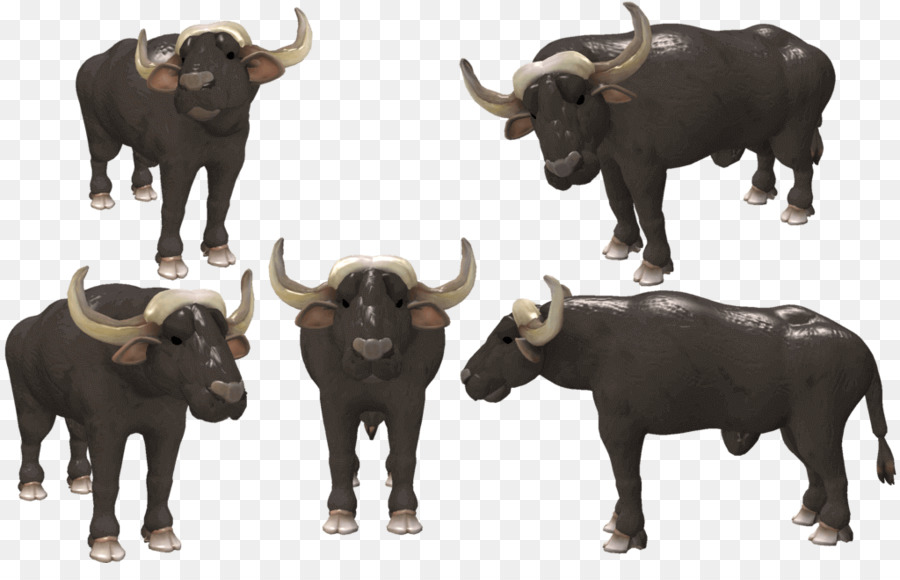 Wasserbüffel Rinder afrikanischer Büffel Spore American bison - Büffeltransparenz und Transluzenz