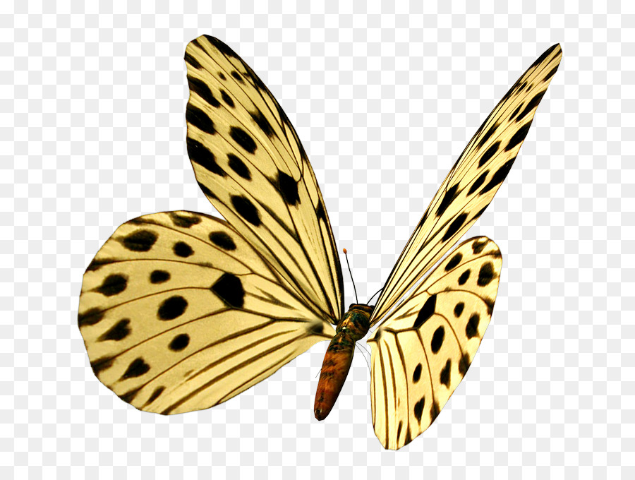Farfalla monarca Immagine Portable Network Graphics Borboleta - farfalla