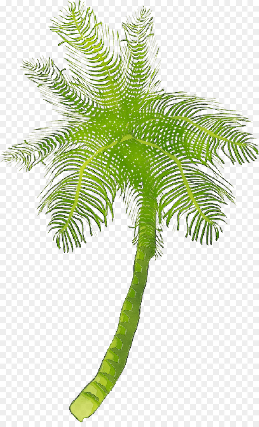 Date palm Coconut Embryophyte Leaf Fern - 