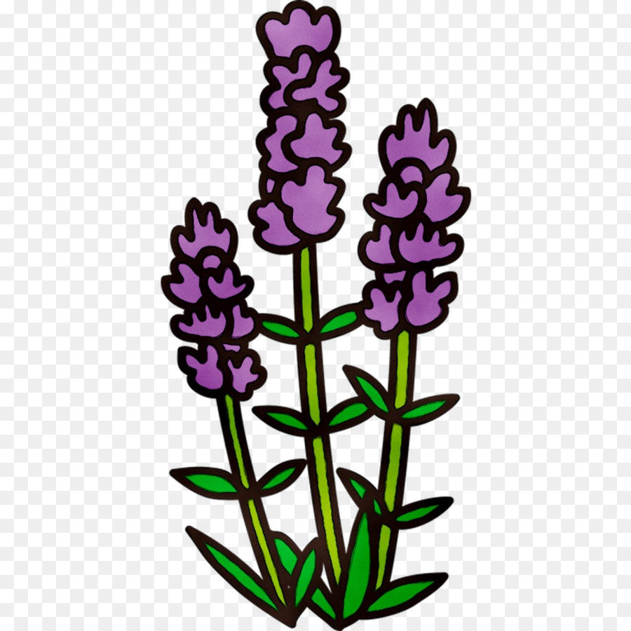 Englisch Lavendel-Pflanze-Stiel Schneiden Blumen Lila Clip-art - 