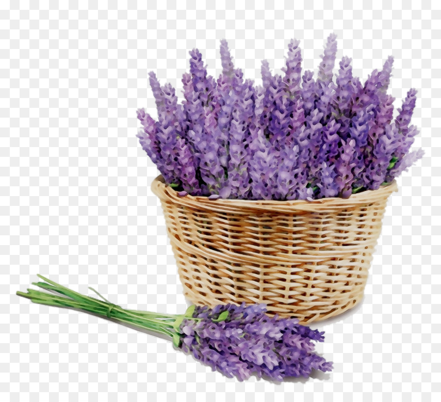 Englisch Lavendel-Aromatherapie-Aroma-massaggio Ätherisches öl Destillation - 
