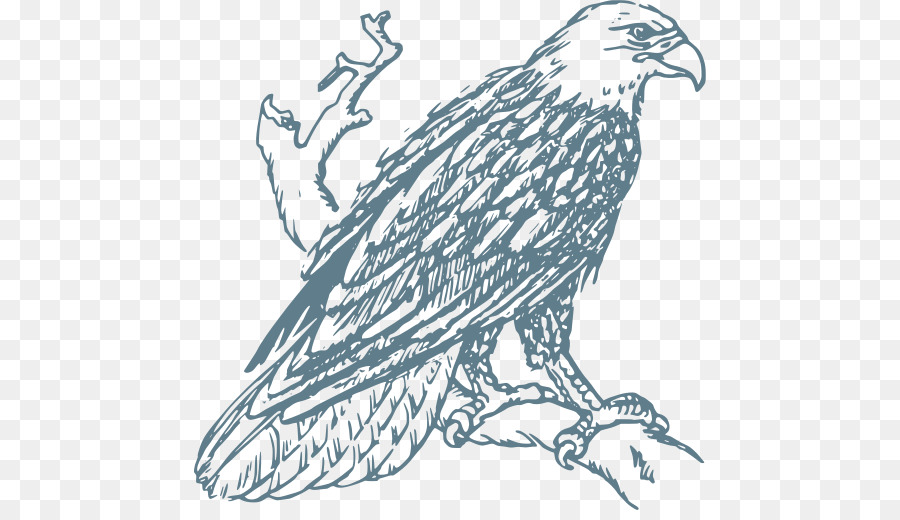 Adler Zeichnen