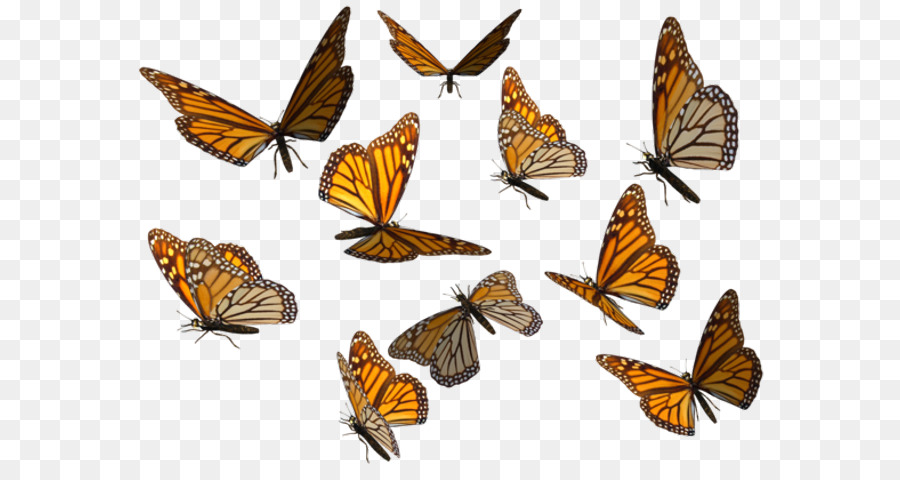 Farfalla monarca Portable Network Graphics Clip art Immagine - farfalla