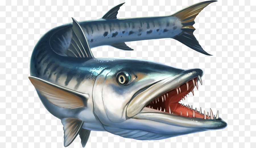 Grande barracuda fotografia Stock di Pesce Illustrazione Royalty-free - pesce