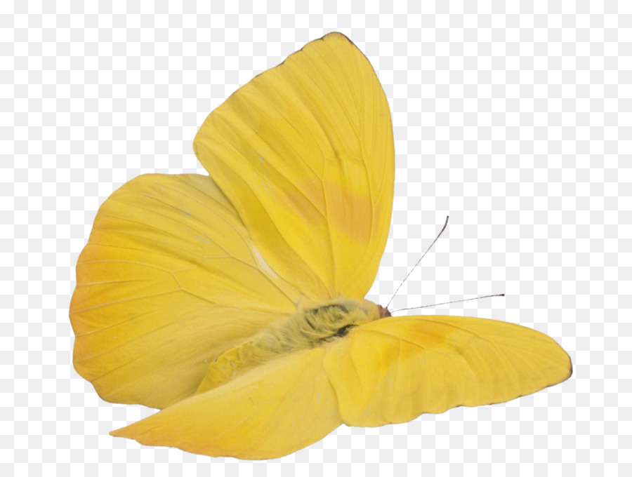Bướm Côn trùng Mây lưu huỳnh hình Ảnh màu Vàng - bướm