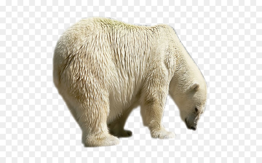 Orso polare, orso Bruno, di Pittura Portable Network Graphics - Orso polare