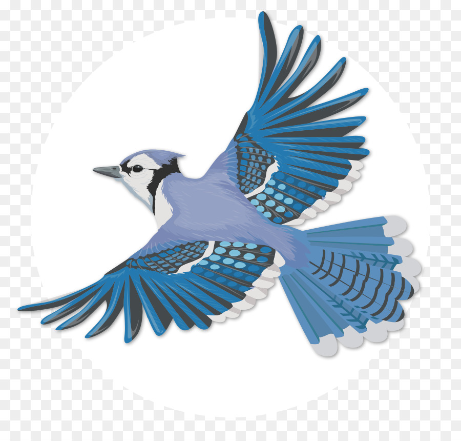Uccello Blu jay Volo Clip art Portable Network Graphics - uccello