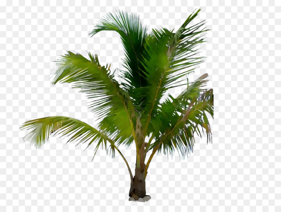 Asiatische palmyra Palme Palmen Babassu-Kokos-Date palm - 