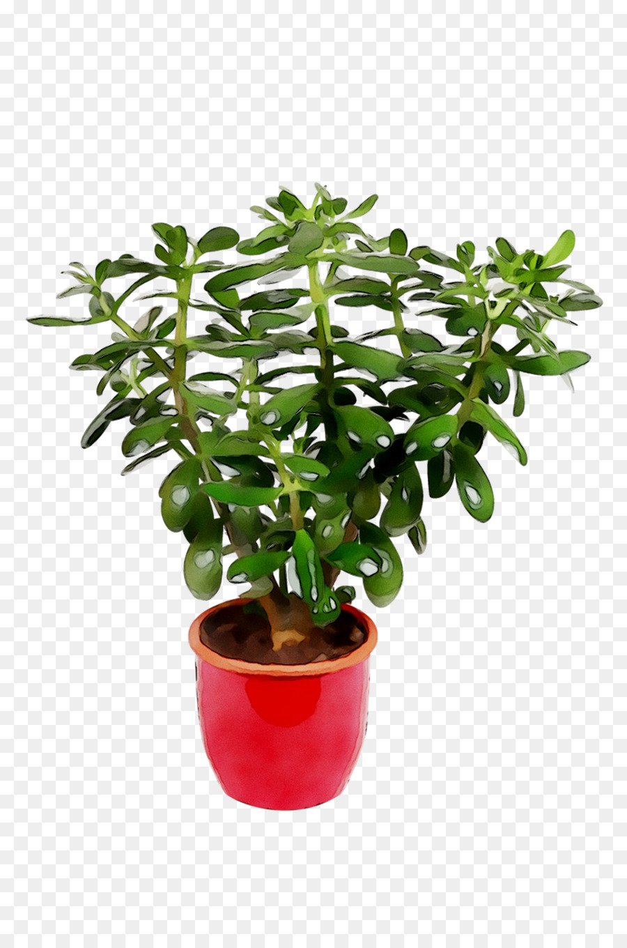 Blumentopf Baum Zimmerpflanze Kraut - 