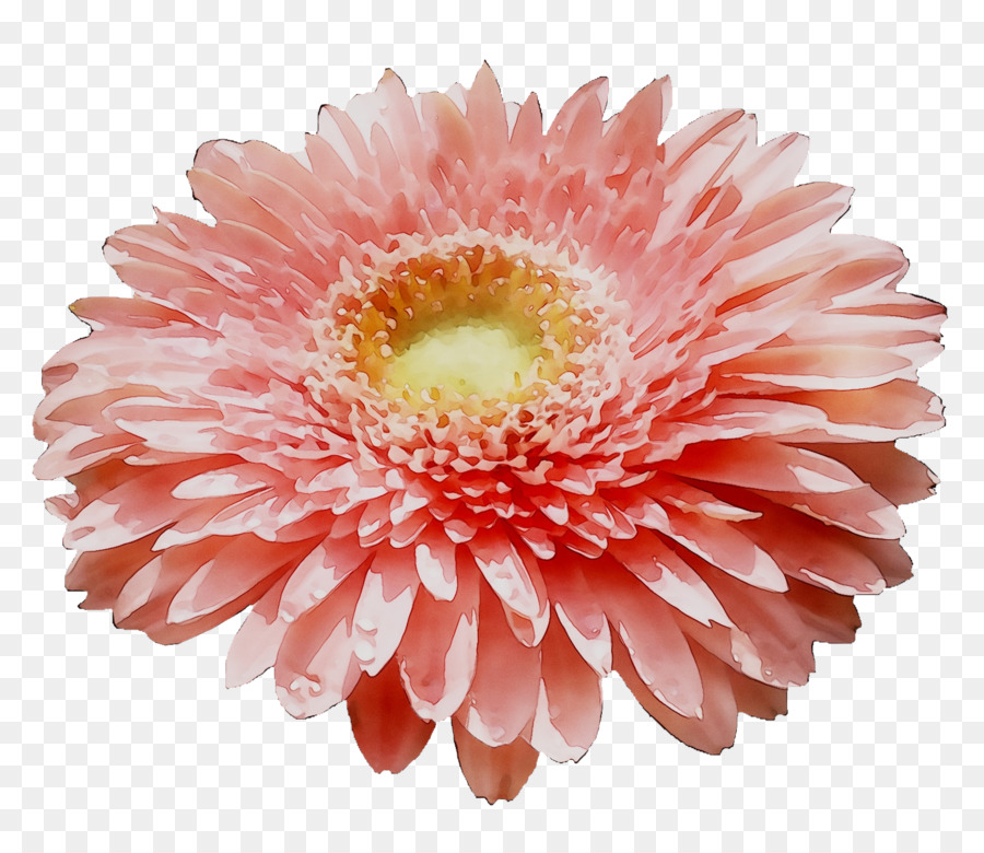 Transvaal daisy Crisantemo fiori recisi Orange S. A. - 