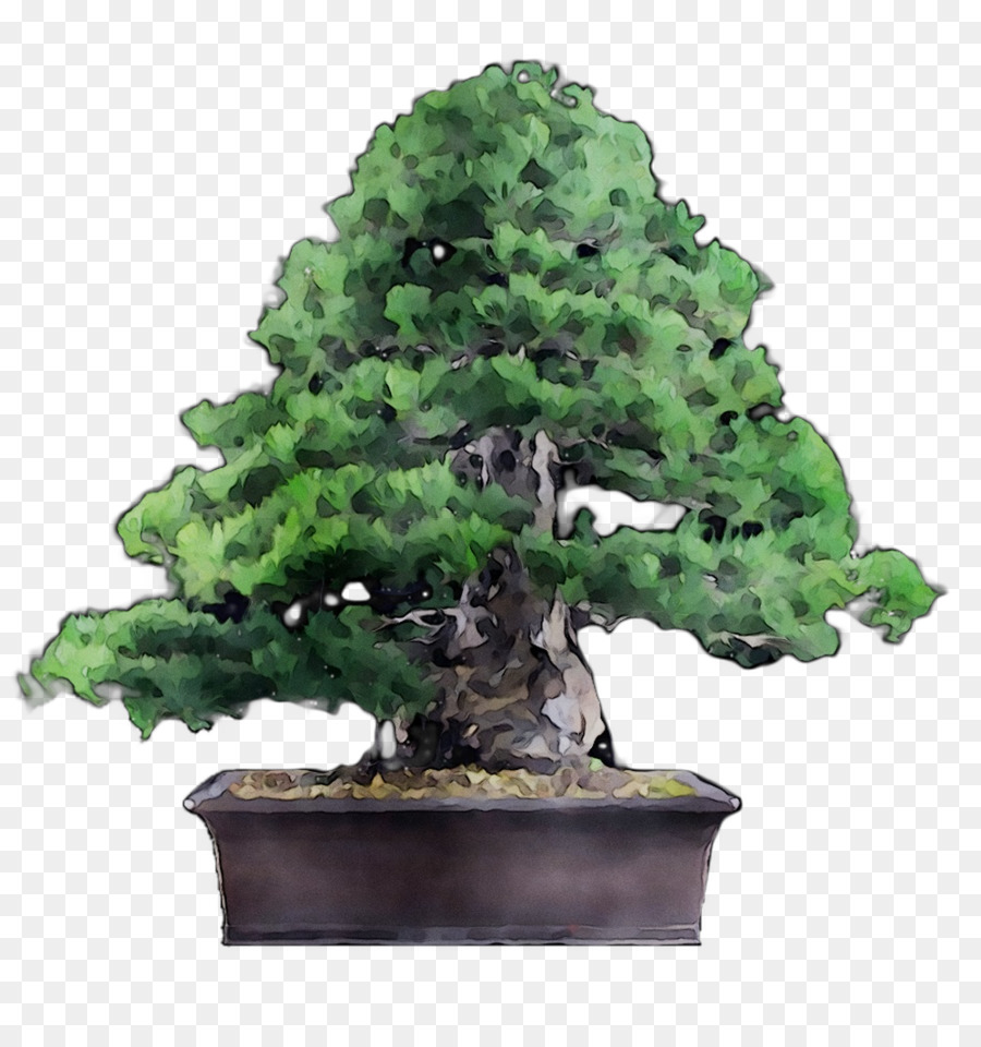 Chinesischer süßer Pflaumenbaum - 