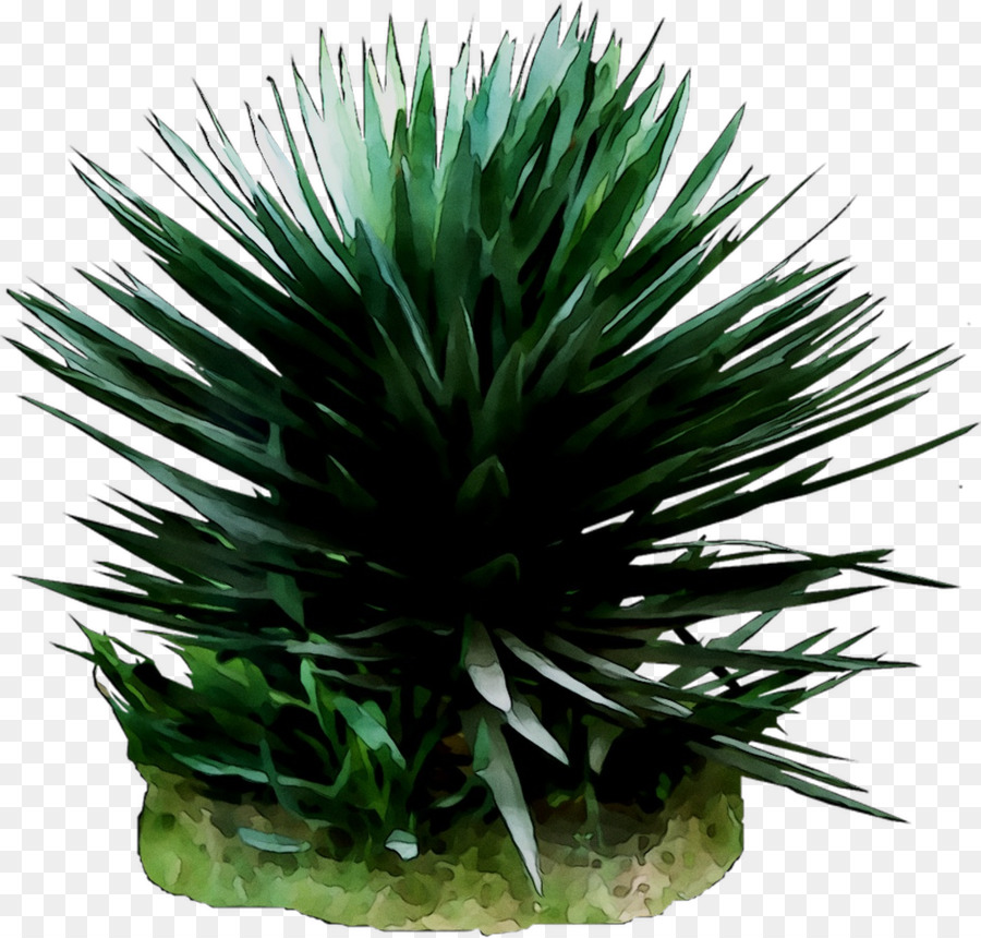 Agave Tequilana Arecales - 