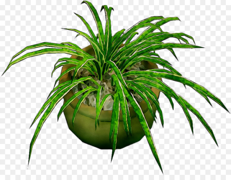 Palmen, Gräser Aquarium-Pflanze-Stiel Terrestrische pflanze - 