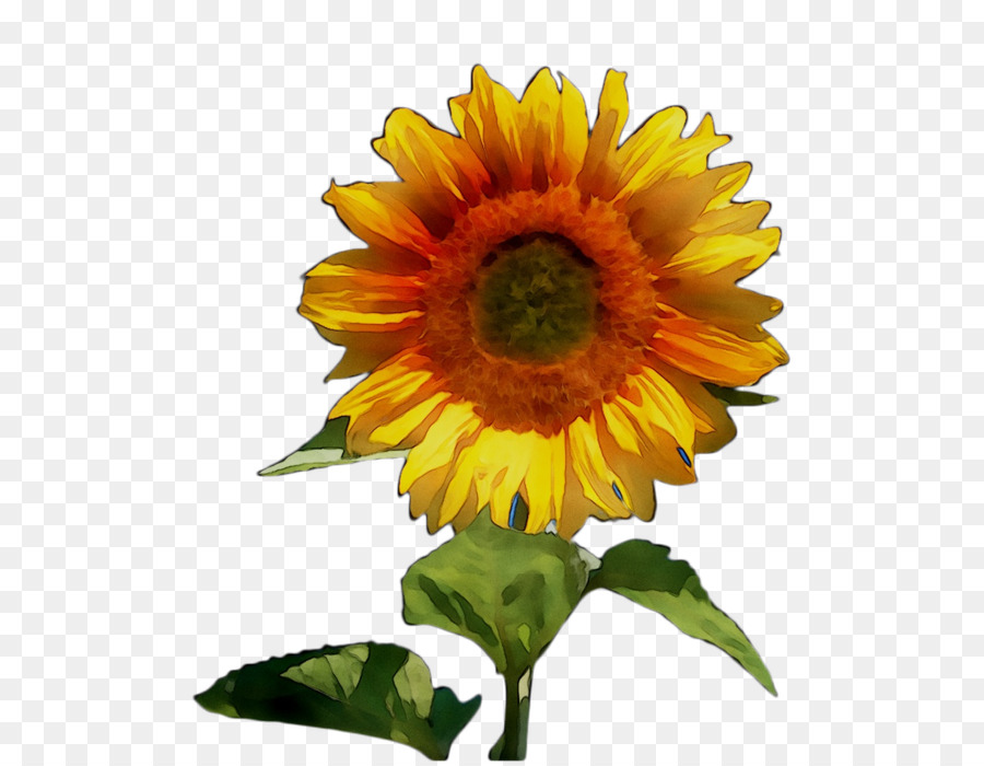 Sunflower Orange S. A. - 