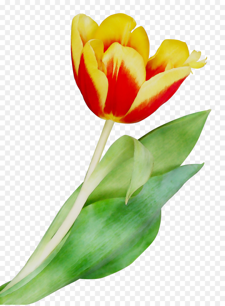 Cắt hoa Tulip gốc Thực vật Nụ Hoa - 