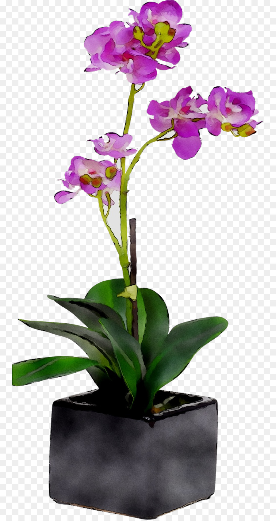 Moth Orchideen Floral design Geschnitten, Blumen Blumentopf - 