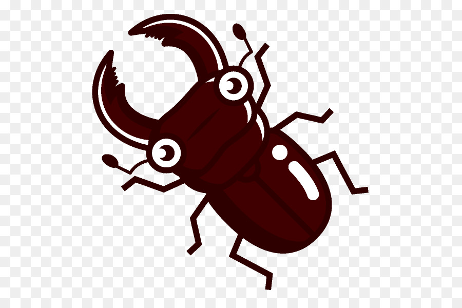 Beetle Insect