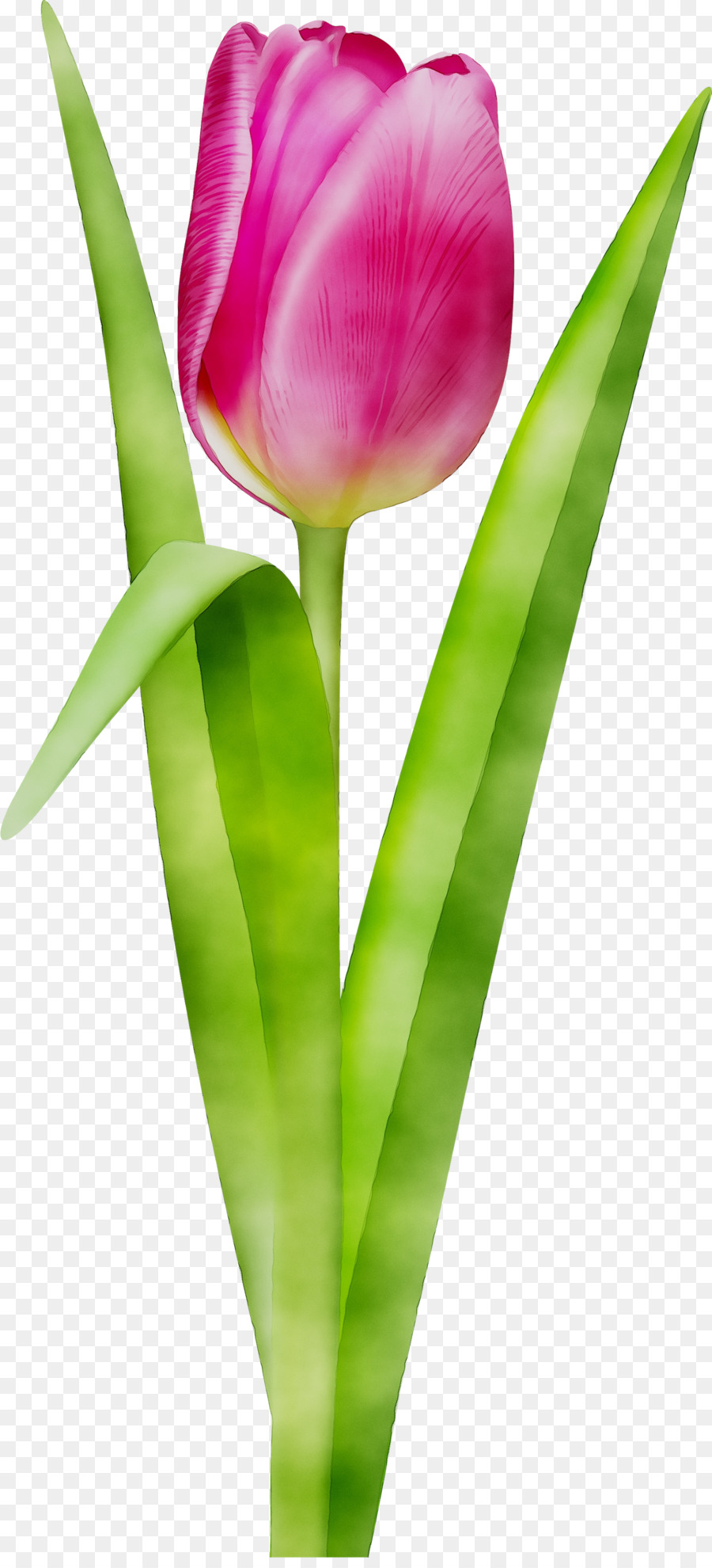 Tulpe, Schnittblumen, Pflanze, Stängel, Knospe, Blütenblatt - 