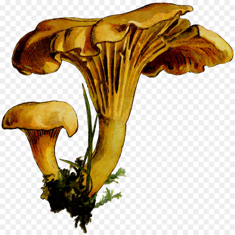 Funghi commestibili staminali Vegetali di Piante - 