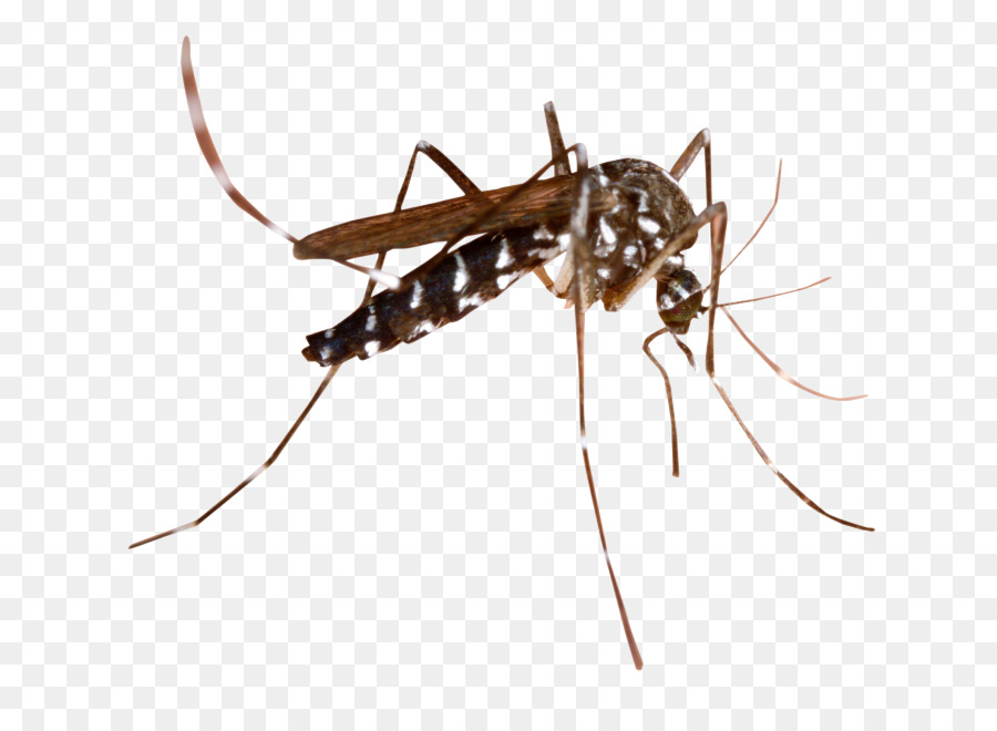 Đồ Họa Mạng di động Thermacell Muỗi kiểm soát Muỗi Gia đình Thuốc diệt Côn trùng Marsh Muỗi - rệp biên giới