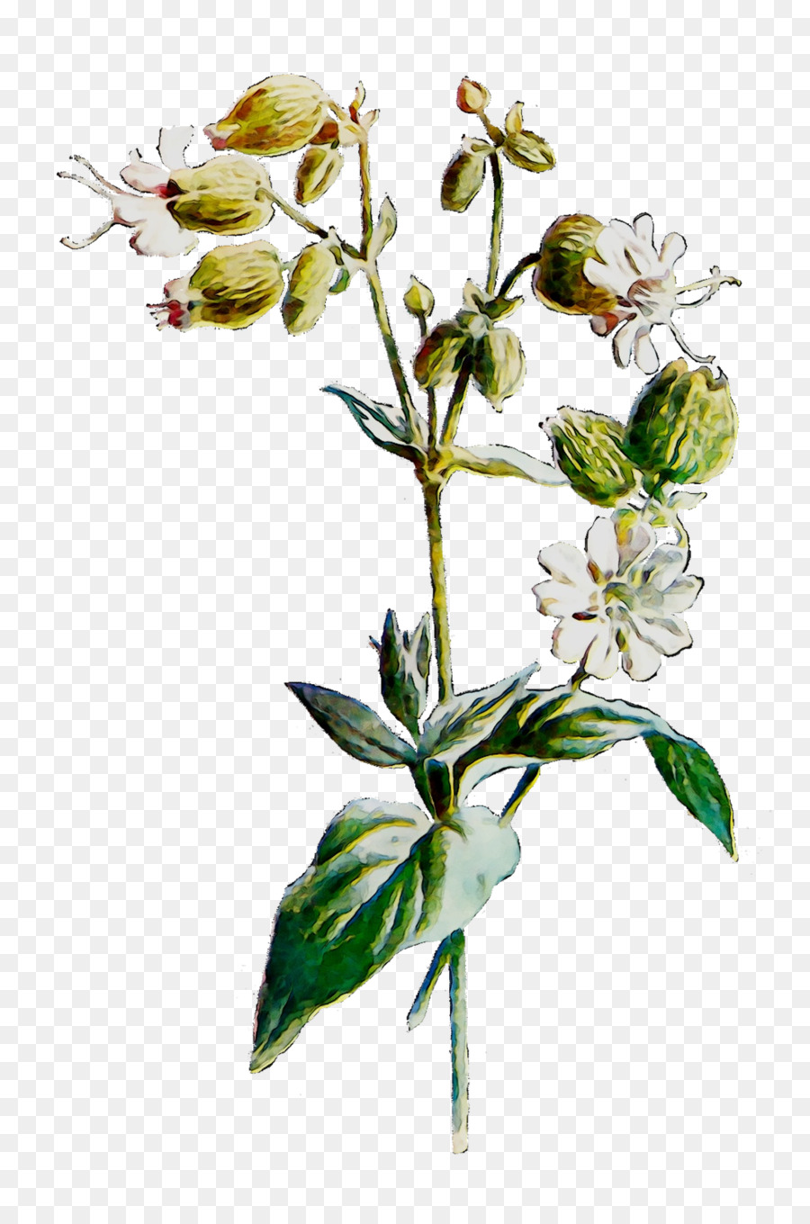 Cắt hoa gốc Thực vật Cành cây Hoa - 